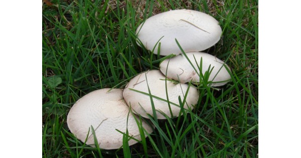 мицел и компост за печурки в чувалчета цена